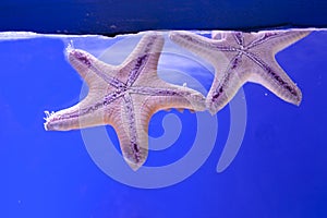 Pair of 5-pointed starfish underwater on a blue background photo