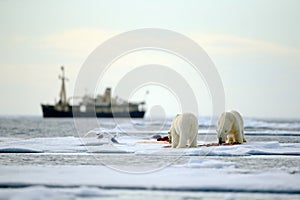 Pair of polar bears with bloody kill seal in water between drift ice with snow, blurred cruise chip in background, Svalbard, Norwa