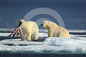 Pair polar bears with seal pelt after feeding carcass on drift ice with snow and blue sky in Arctic Svalbard