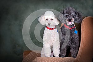 A Pair of Poodles Portrait