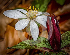 A pair of popular wildflowers the blood rood and the sweet betsy trillium photo