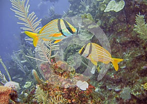 A Pair of Porkfish on a Colorful Coral Reef