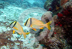 A Pair of Porkfish Swim the Cozumel Island Reef