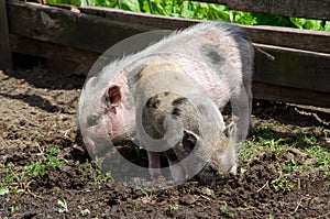 Pair of pot belly pigs rooting in mud