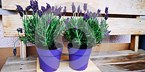 Pair of pots for planting fresh flowers of purple lilac lavender,self-made wooden bench.Cottagecore concept.Copy space