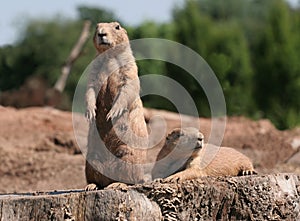 A Pair of Prairie Dogs