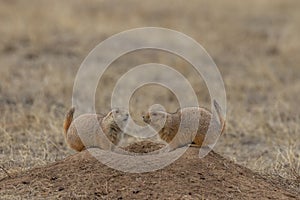 Pair of Prairie Dogs at a Burrow