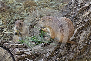 Pair of prairie dogs eat green grass stalk on trunk