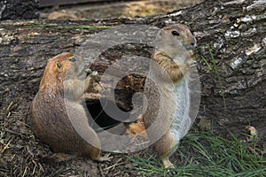 Pair of prairie dogs eat green grass stalk on trunk