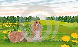 Pair of prairie dogs in a green field with blooming yellow dandelions. Meadow in summer.