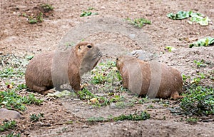 Pair of prairie dogs having brunch