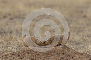 Pair of Prairie Dogs Interacting at a Burrow