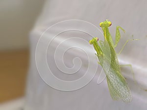 a pair of praying mantises