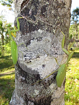 A Pair of Praying Mantises on a Tree