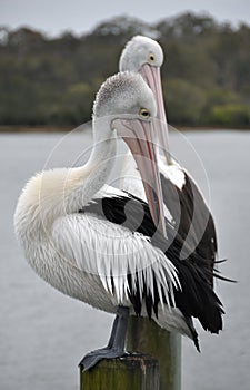 Pair of preening Australian Pelicans