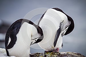 Pair of preening chinstrap penguins of Antarctica