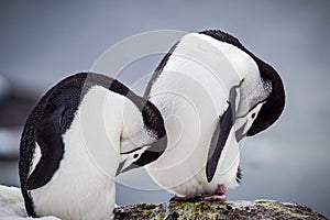 Pair of preening chinstrap penguins of Antarctica photo