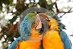 Pair of preening Macaws