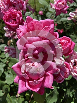 Pair of Pretty Pink Roses in the Garden