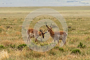Pair of Pronghorn Antelope Bucks