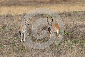 Pair of Pronghorn Antelope Bucks