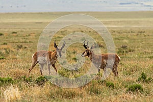 Pair of Pronghorn Antelope Bucks on the Prairie