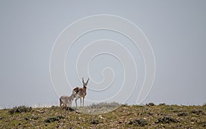 Pair of Pronghorn Antelope Bucks on the Wyoming Desert