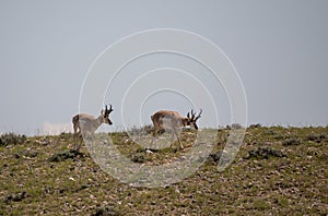 Pair of Pronghorn Antelope Bucks on the Wyoming Desert