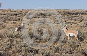 Pair of Pronghorn Antelope Bucks in Wyoming