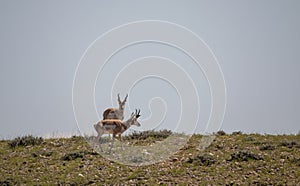 Pronghorn Antelope Bucks on the Wyoming Prairie