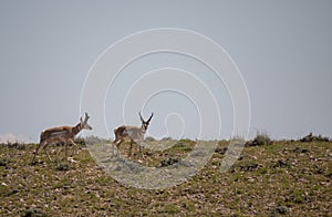 Pronghorn Antelope Bucks on the Wyoming Prairie