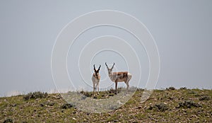 Pronghorn Antelope Bucks on the Wyoming Desert