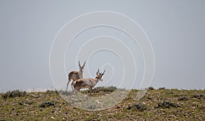 Pair of Pronghorn Antelope Bucks in Wyoming