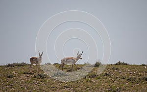 Pair of Pronghorn Antelope Bucks in Wyoming
