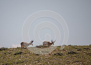 Pair of Pronghorn Antelope Bucks on the Wyoming Prairie