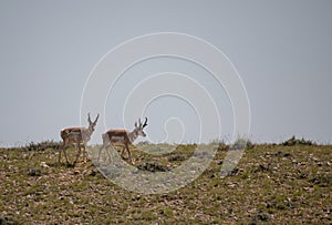 Pronghorn Antelope Bucks in Wyoming