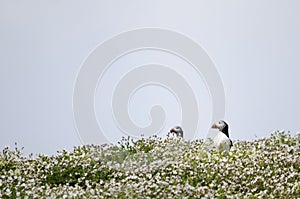 Pair of Puffin Seabirds in a Field