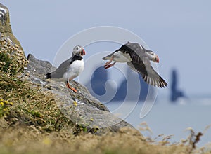 Pair of puffins, Dyrholaos, Iceland