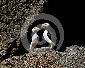A pair of puffins standing on rocks