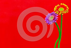 Elegant purple and flaming red yellow gerber daisy flowers on red background