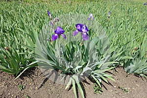 Pair of purple flowers of bearded irises