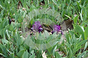 Pair of purple flowers of dwarf irises