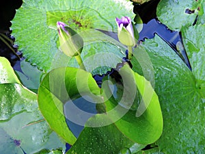 Pair of purple lotus flowers or water lilies blooming with green leaves and water drops. Purple day blooming water lily background