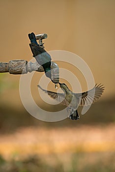 Pair of purple sunbirds at outdoor tap