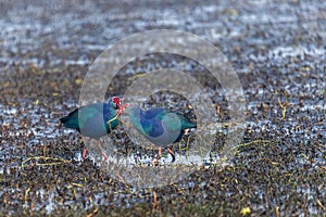 A pair of purple Swamphen