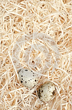 Pair of quail eggs, in a soft nest of wood wool, from above