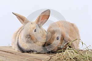 Pair of rabbits