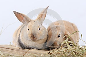 Pair of rabbits