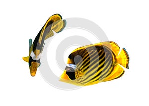 Pair of Raccoon Butterflyfish Chaetodon lunula, crescent-masked, moon butterflyfish isolated on white background. photo