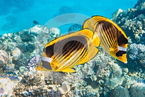 Pair of Raccoon Butterflyfish Chaetodon lunula, crescent-masked, moon butterflyfish over a coral reef, clear blue water. photo